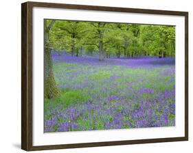 Bluebells Flowering in Beech Wood Perthshire, Scotland, UK-Pete Cairns-Framed Photographic Print