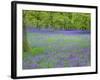 Bluebells Flowering in Beech Wood Perthshire, Scotland, UK-Pete Cairns-Framed Photographic Print