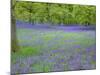 Bluebells Flowering in Beech Wood Perthshire, Scotland, UK-Pete Cairns-Mounted Photographic Print