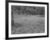 Bluebells Flowering in Beech Wood Perthshire, Scotland, UK-Pete Cairns-Framed Photographic Print