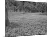 Bluebells Flowering in Beech Wood Perthshire, Scotland, UK-Pete Cairns-Mounted Photographic Print