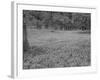 Bluebells Flowering in Beech Wood Perthshire, Scotland, UK-Pete Cairns-Framed Photographic Print