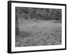 Bluebells Flowering in Beech Wood Perthshire, Scotland, UK-Pete Cairns-Framed Photographic Print