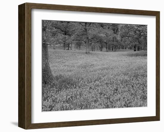 Bluebells Flowering in Beech Wood Perthshire, Scotland, UK-Pete Cairns-Framed Photographic Print