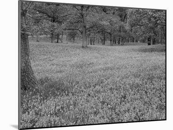 Bluebells Flowering in Beech Wood Perthshire, Scotland, UK-Pete Cairns-Mounted Photographic Print