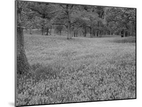 Bluebells Flowering in Beech Wood Perthshire, Scotland, UK-Pete Cairns-Mounted Photographic Print