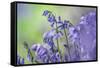 Bluebells flowering in deciduous woodland, UK-Alex Hyde-Framed Stretched Canvas