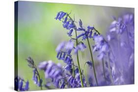 Bluebells flowering in deciduous woodland, UK-Alex Hyde-Stretched Canvas