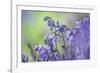 Bluebells flowering in deciduous woodland, UK-Alex Hyde-Framed Photographic Print