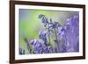 Bluebells flowering in deciduous woodland, UK-Alex Hyde-Framed Photographic Print