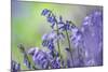 Bluebells flowering in deciduous woodland, UK-Alex Hyde-Mounted Photographic Print