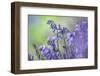 Bluebells flowering in deciduous woodland, UK-Alex Hyde-Framed Photographic Print