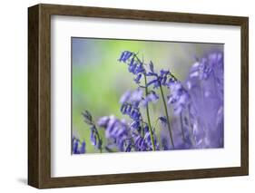 Bluebells flowering in deciduous woodland, UK-Alex Hyde-Framed Photographic Print