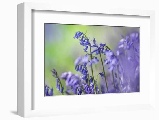 Bluebells flowering in deciduous woodland, UK-Alex Hyde-Framed Photographic Print