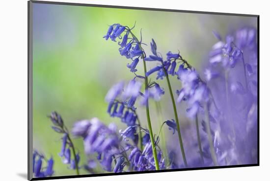 Bluebells flowering in deciduous woodland, UK-Alex Hyde-Mounted Photographic Print