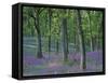 Bluebells Flowering in Oak Wood, Scotland, Peduncluate Oaks (Quercus Robur)-Niall Benvie-Framed Stretched Canvas