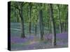 Bluebells Flowering in Oak Wood, Scotland, Peduncluate Oaks (Quercus Robur)-Niall Benvie-Stretched Canvas