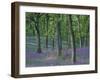 Bluebells Flowering in Oak Wood, Scotland, Peduncluate Oaks (Quercus Robur)-Niall Benvie-Framed Photographic Print