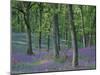 Bluebells Flowering in Oak Wood, Scotland, Peduncluate Oaks (Quercus Robur)-Niall Benvie-Mounted Photographic Print