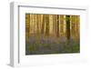 Bluebells Flowering in Wood, Dawn Light, in Beech Wood, Hallerbos, Belgium-Biancarelli-Framed Photographic Print