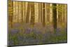 Bluebells Flowering in Wood, Dawn Light, in Beech Wood, Hallerbos, Belgium-Biancarelli-Mounted Photographic Print