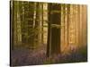 Bluebells Flowering in Wood, Dawn Light Shining Through Trees, Hallerbos, Belgium-Biancarelli-Stretched Canvas