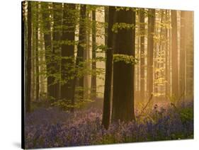 Bluebells Flowering in Wood, Dawn Light Shining Through Trees, Hallerbos, Belgium-Biancarelli-Stretched Canvas