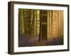 Bluebells Flowering in Wood, Dawn Light Shining Through Trees, Hallerbos, Belgium-Biancarelli-Framed Photographic Print