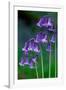 Bluebells flowering, Perthshire, Scotland-Laurie Campbell-Framed Photographic Print