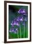 Bluebells flowering, Perthshire, Scotland-Laurie Campbell-Framed Photographic Print