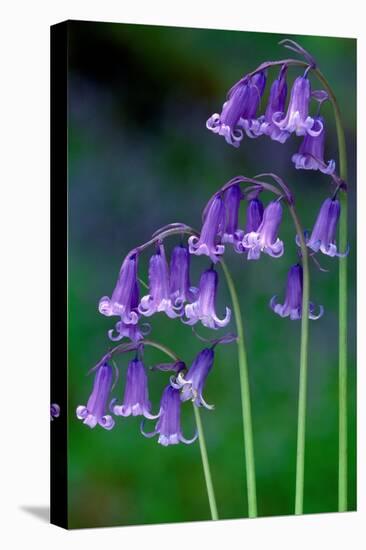 Bluebells flowering, Perthshire, Scotland-Laurie Campbell-Stretched Canvas