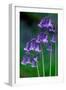 Bluebells flowering, Perthshire, Scotland-Laurie Campbell-Framed Photographic Print