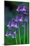 Bluebells flowering, Perthshire, Scotland-Laurie Campbell-Mounted Photographic Print