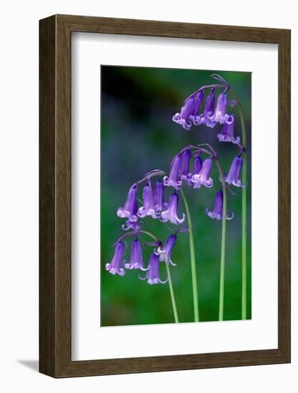 Bluebells flowering, Perthshire, Scotland-Laurie Campbell-Framed Photographic Print