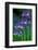 Bluebells flowering, Perthshire, Scotland-Laurie Campbell-Framed Photographic Print