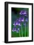 Bluebells flowering, Perthshire, Scotland-Laurie Campbell-Framed Photographic Print