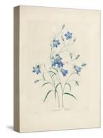 Bluebells, from 'Choix Des Plus Belles Fleurs Et Des Plus Beaux Fruits', 1827-33-Pierre-Joseph Redouté-Stretched Canvas