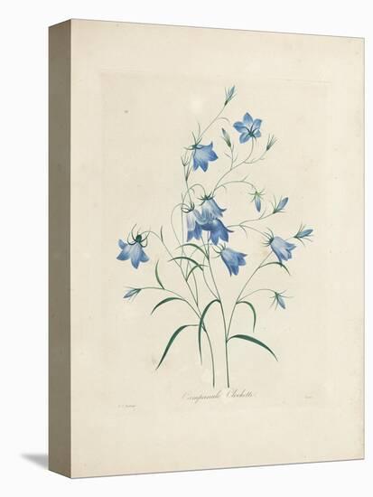 Bluebells, from 'Choix Des Plus Belles Fleurs Et Des Plus Beaux Fruits', 1827-33-Pierre-Joseph Redouté-Stretched Canvas