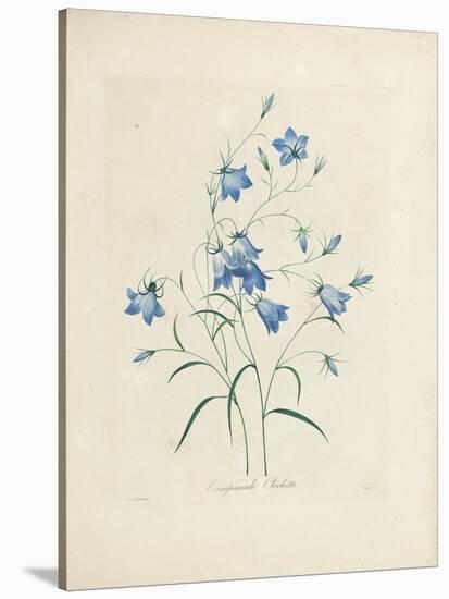 Bluebells, from 'Choix Des Plus Belles Fleurs Et Des Plus Beaux Fruits', 1827-33-Pierre-Joseph Redouté-Stretched Canvas