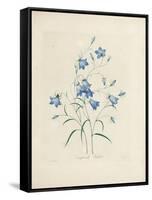 Bluebells, from 'Choix Des Plus Belles Fleurs Et Des Plus Beaux Fruits', 1827-33-Pierre-Joseph Redouté-Framed Stretched Canvas