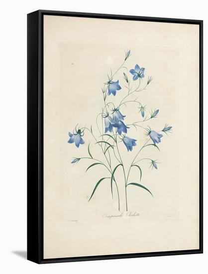 Bluebells, from 'Choix Des Plus Belles Fleurs Et Des Plus Beaux Fruits', 1827-33-Pierre-Joseph Redouté-Framed Stretched Canvas