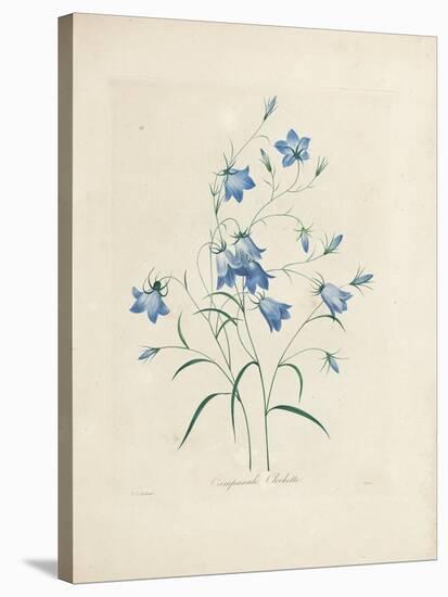 Bluebells, from 'Choix Des Plus Belles Fleurs Et Des Plus Beaux Fruits', 1827-33-Pierre-Joseph Redouté-Stretched Canvas