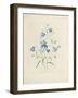 Bluebells, from 'Choix Des Plus Belles Fleurs Et Des Plus Beaux Fruits', 1827-33-Pierre-Joseph Redouté-Framed Giclee Print