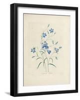 Bluebells, from 'Choix Des Plus Belles Fleurs Et Des Plus Beaux Fruits', 1827-33-Pierre-Joseph Redouté-Framed Giclee Print