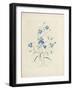 Bluebells, from 'Choix Des Plus Belles Fleurs Et Des Plus Beaux Fruits', 1827-33-Pierre-Joseph Redouté-Framed Giclee Print