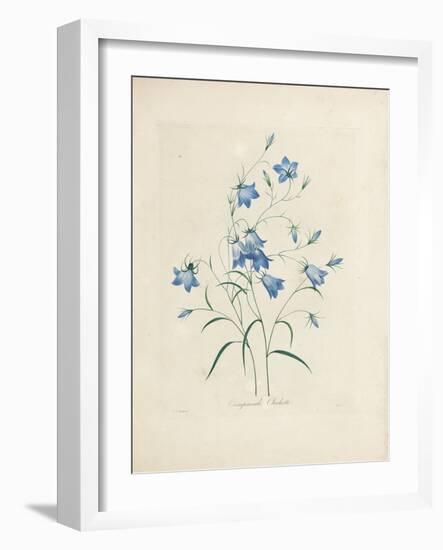 Bluebells, from 'Choix Des Plus Belles Fleurs Et Des Plus Beaux Fruits', 1827-33-Pierre-Joseph Redouté-Framed Giclee Print