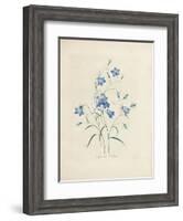 Bluebells, from 'Choix Des Plus Belles Fleurs Et Des Plus Beaux Fruits', 1827-33-Pierre-Joseph Redouté-Framed Giclee Print