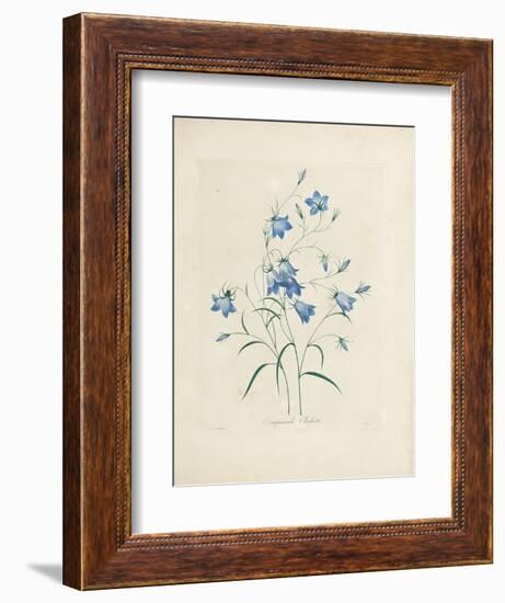 Bluebells, from 'Choix Des Plus Belles Fleurs Et Des Plus Beaux Fruits', 1827-33-Pierre-Joseph Redouté-Framed Giclee Print