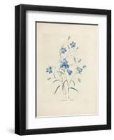 Bluebells, from 'Choix Des Plus Belles Fleurs Et Des Plus Beaux Fruits', 1827-33-Pierre-Joseph Redouté-Framed Giclee Print
