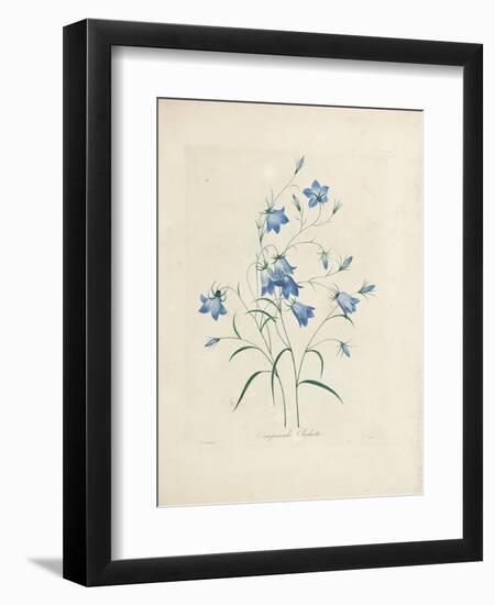 Bluebells, from 'Choix Des Plus Belles Fleurs Et Des Plus Beaux Fruits', 1827-33-Pierre-Joseph Redouté-Framed Giclee Print